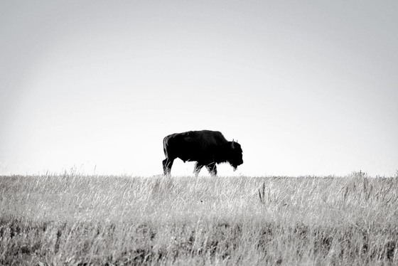 Theodore Roosevelt National Park