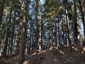 Mount Rainier National Park