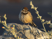 Saguaro National Park West