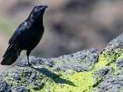 Yaquina Head Outstanding Natural Area