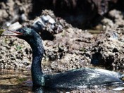 Yaquina Head Outstanding Natural Area