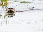 Horicon Marsh National Wildlife Refuge
