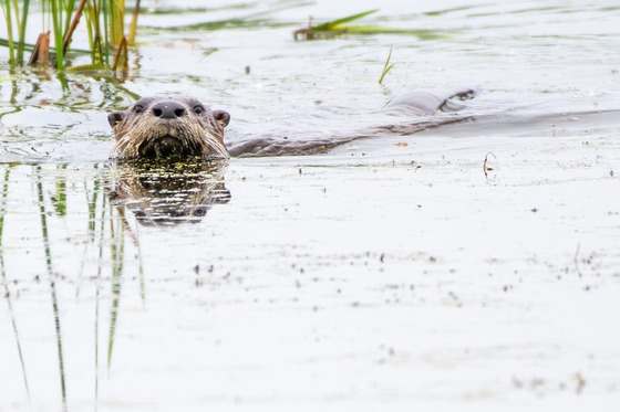 Horicon Marsh National Wildlife Refuge