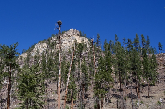 Black Hills National Forest