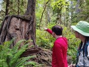 Olympic National Forest