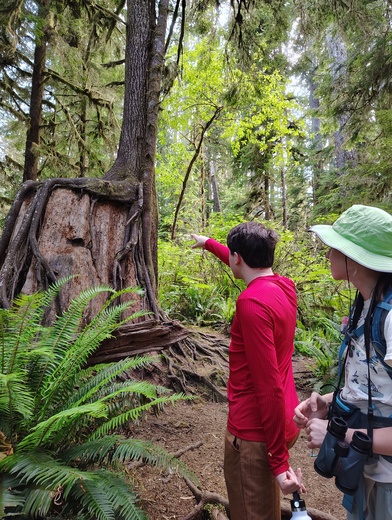 Olympic National Forest