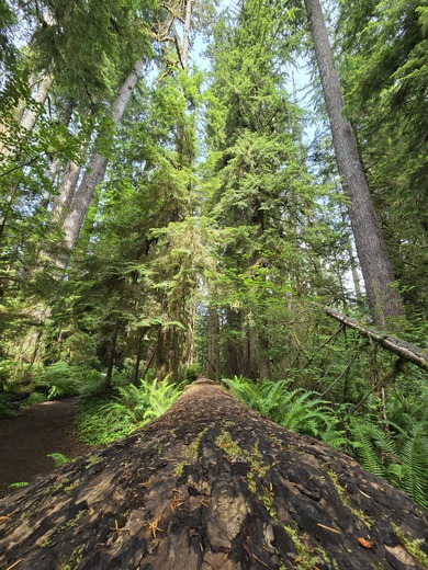 Quinault Rainforest Trail