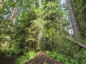 Quinault Rainforest Trail