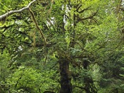Spruce Nature Trail- HoH Rainforest 