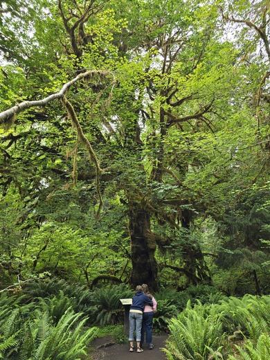 Spruce Nature Trail- HoH Rainforest 