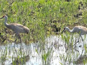 Loxahatchee National Wildlife Refuge