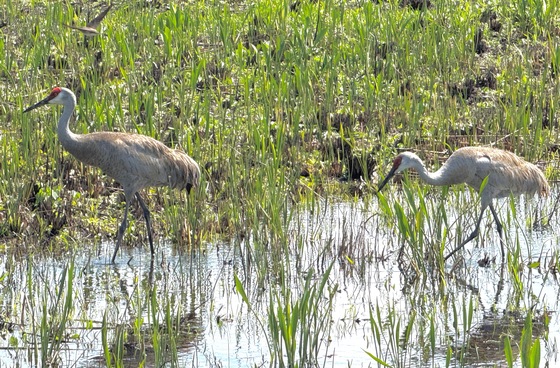 Loxahatchee National Wildlife Refuge