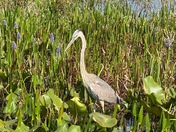 Loxahatchee National Widlife Refuge