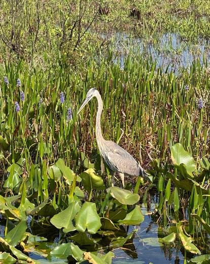 Loxahatchee National Widlife Refuge