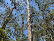Loxahatchee National Wildlife Refuge 