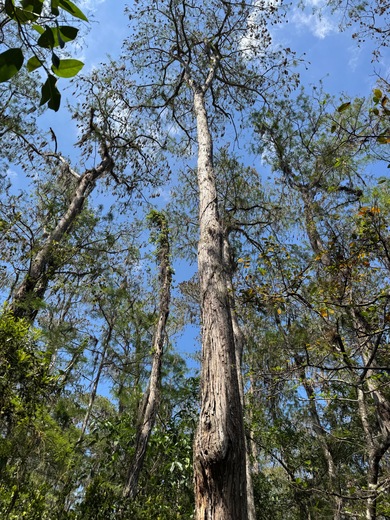 Loxahatchee National Wildlife Refuge 