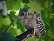 Eastern Screech Owl