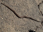 Yosemite National Park