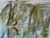 Nature scene with the green heron