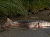 Sturgeon beached and helped back into the water