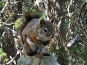 Chipmunk on the Fences