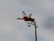 Calico Pennant