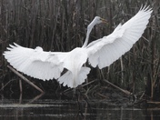 Great egret