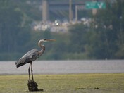 Wearing high heels today.