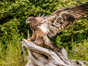 Displayed Immature Bald Eagle