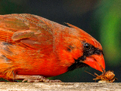 Cardinal with a snack