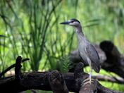Black-crowned night heron.