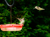 Common Dad, let me have some!