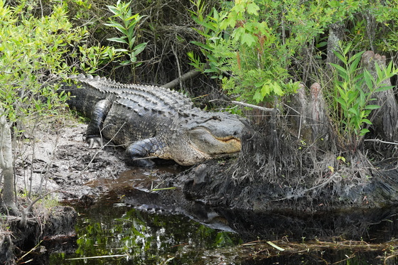Alligator River National Wildlife Refuge