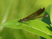 Calopteryx splendens.