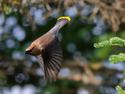 A cedar waxwing in action