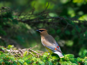 Waxwing