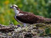 Osprey and nest