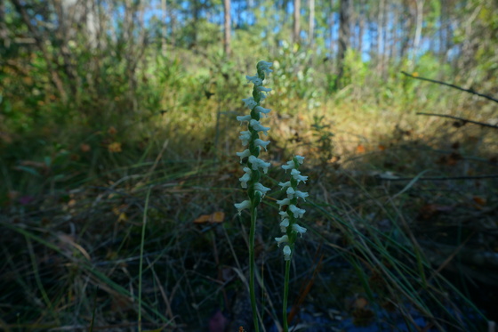 Carolina Sandhills National Wildlife Refuge