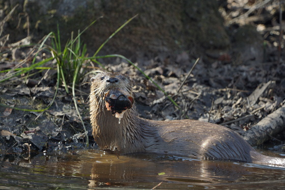 Pungo Unit