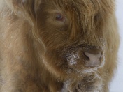 Highland Cow 