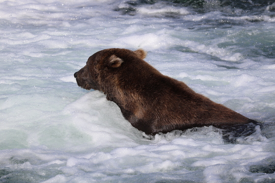 Katmai National Park and Preserve