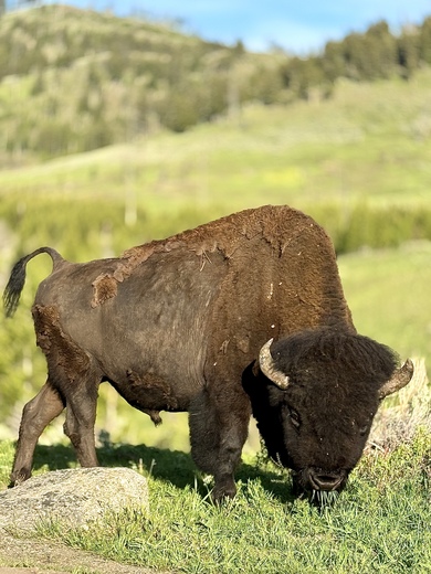 Yellowstone National Park 
