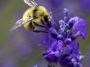 Busy Bumblebee
