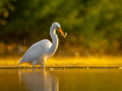 Great egret fishing in a foggy sunrise