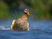 Mallard hen taking a much needed bath on hot summer day 