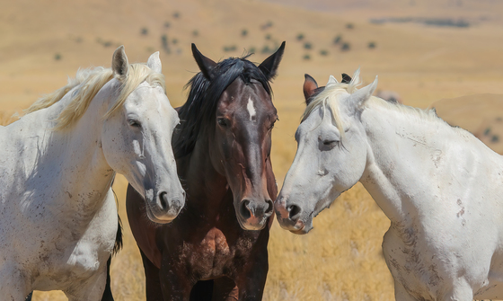 Bureau of Land Management - Onaqui Mountain Wild Horses