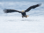 Fishing Bald Eagles - Port McNeill/Alert Bay 