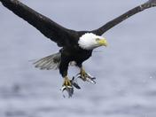 Fishing Bald Eagles - Port McNeill/Alert Bay 