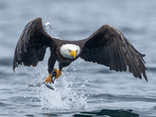 Fishing Bald Eagles - Port McNeill/Alert Bay 