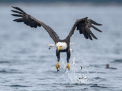 Fishing Bald Eagles - Port McNeill/Alert Bay 